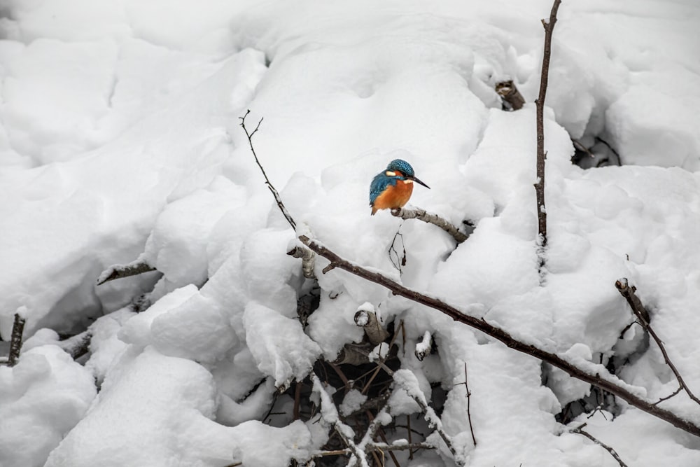 a blue and orange bird sitting on a branch in the snow