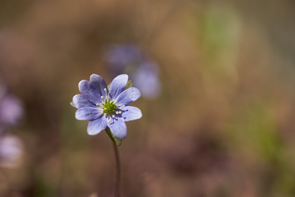 a small blue flower is growing in a field