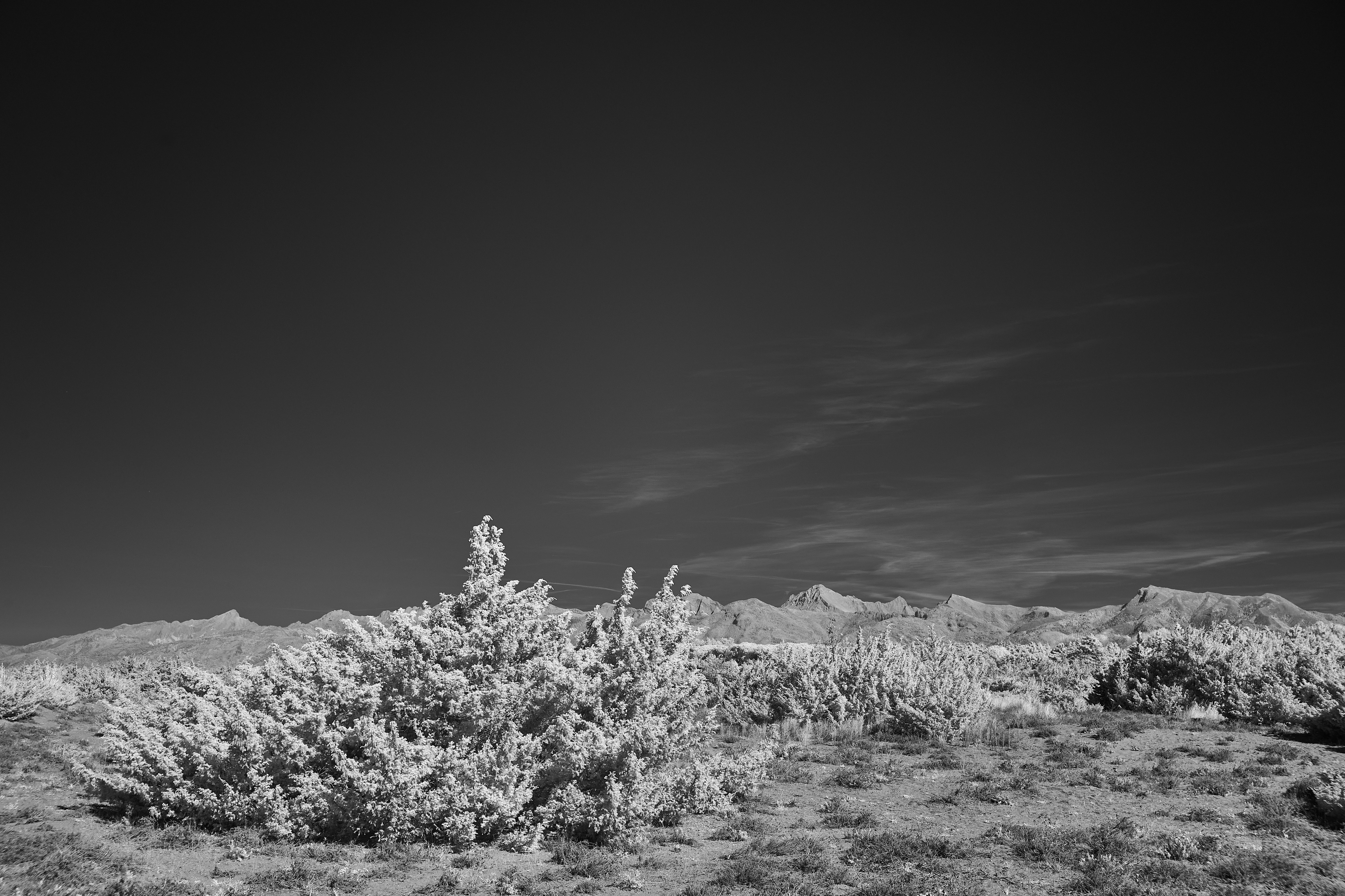 Photo by wolfgang_hasselmann