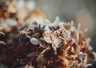 a close up of a plant with frost on it