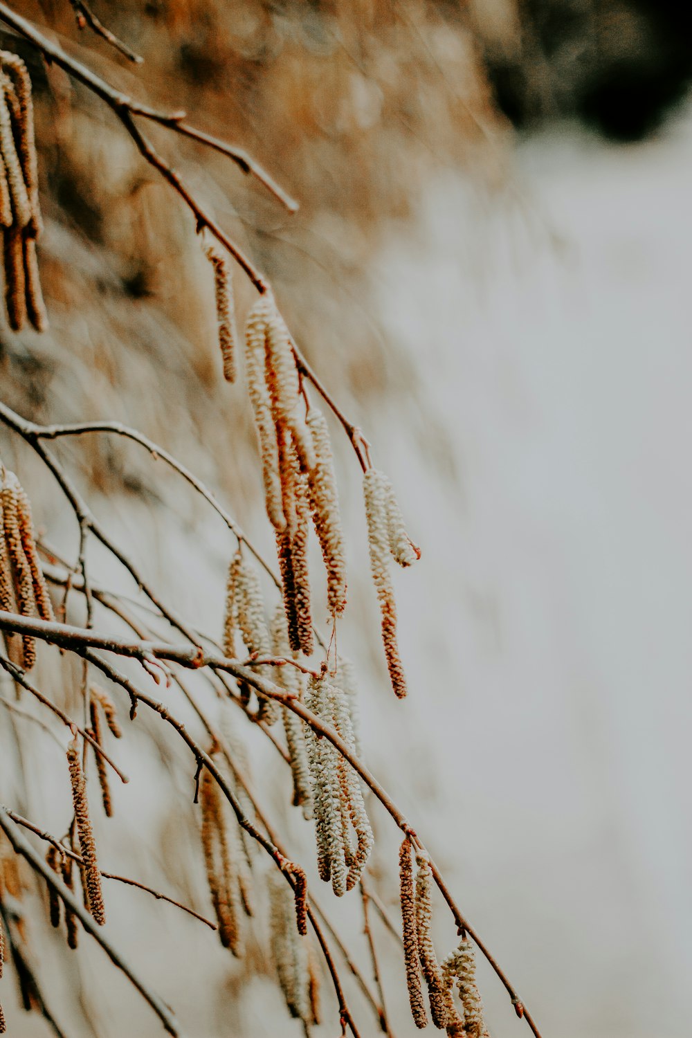 a close up of a tree branch with small flowers