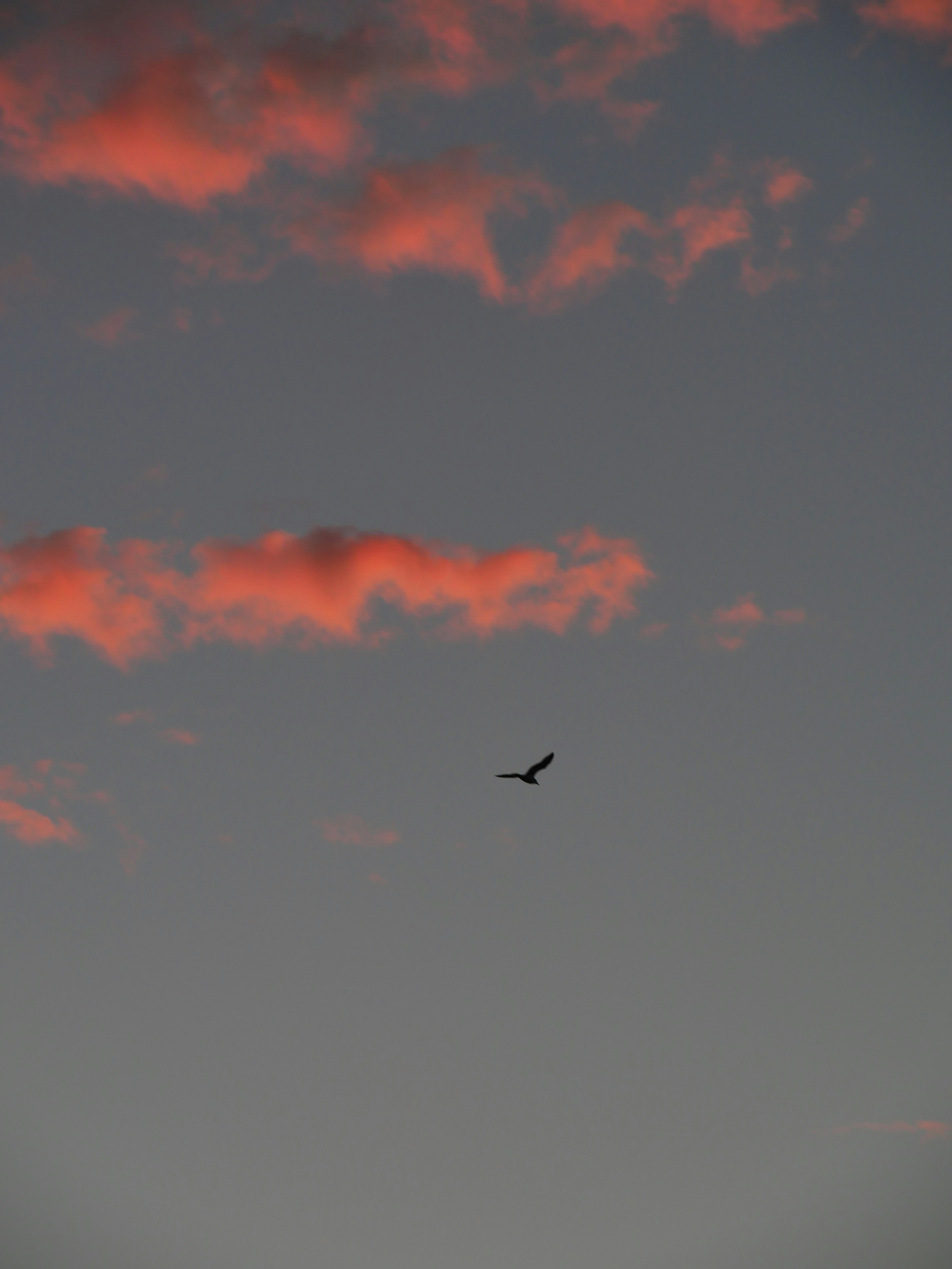 Photo by nimbus_vulpis