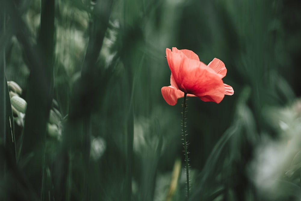 a single red flower sitting in the middle of tall grass