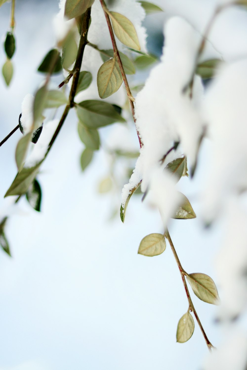 a branch of a tree covered in snow