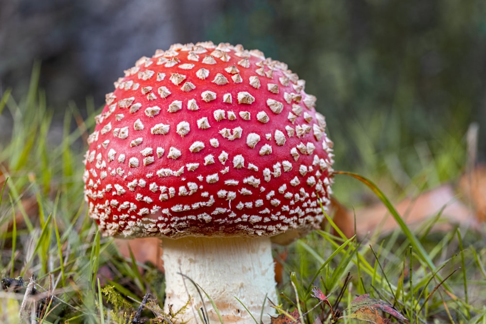 a close up of a mushroom in the grass