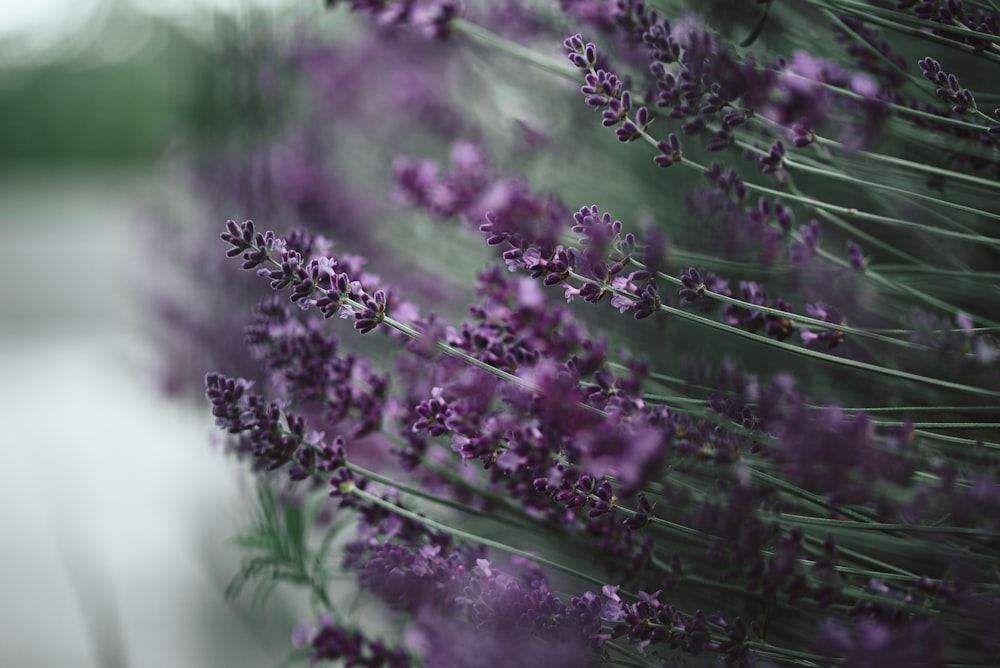 a bunch of purple flowers sitting next to each other