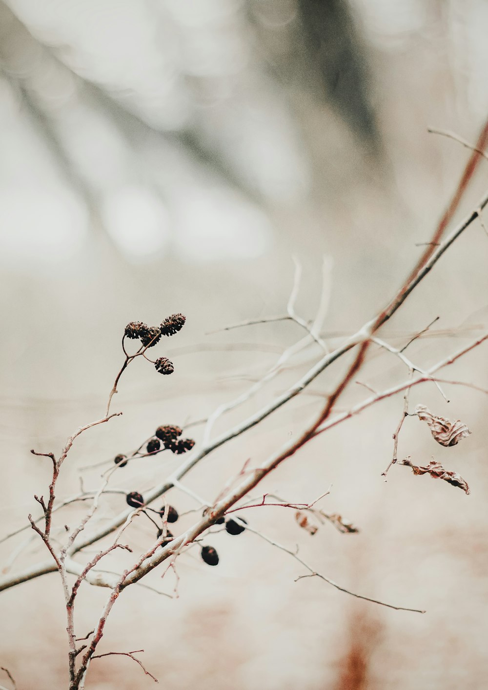 a branch with some small berries on it