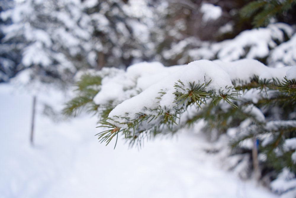 Un primer plano de un pino con nieve