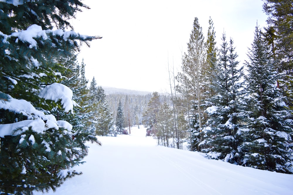 a snow covered forest filled with lots of trees