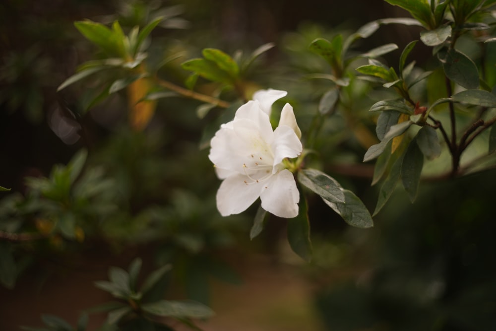 a close up of a white flower on a tree