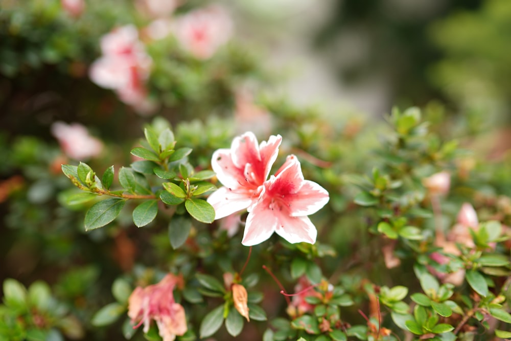 a close up of a pink flower on a bush