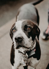 A close-up of a black and white dog with a spotted face and attentive eyes, wearing a collar with tags. The dog appears to be standing on a pavement.