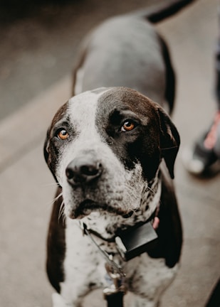 A close-up of a black and white dog with a spotted face and attentive eyes, wearing a collar with tags. The dog appears to be standing on a pavement.