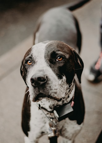 Close-up of a dog with a collar tag showing contact details.