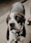 A close-up of a black and white dog with a spotted face and attentive eyes, wearing a collar with tags. The dog appears to be standing on a pavement.