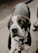 A close-up of a black and white dog with a spotted face and attentive eyes, wearing a collar with tags. The dog appears to be standing on a pavement.