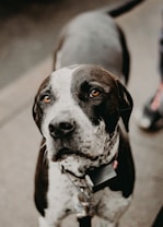 A close-up of a black and white dog with a spotted face and attentive eyes, wearing a collar with tags. The dog appears to be standing on a pavement.