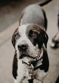 A close-up of a black and white dog with a spotted face and attentive eyes, wearing a collar with tags. The dog appears to be standing on a pavement.