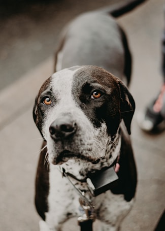 A close-up of a black and white dog with a spotted face and attentive eyes, wearing a collar with tags. The dog appears to be standing on a pavement.