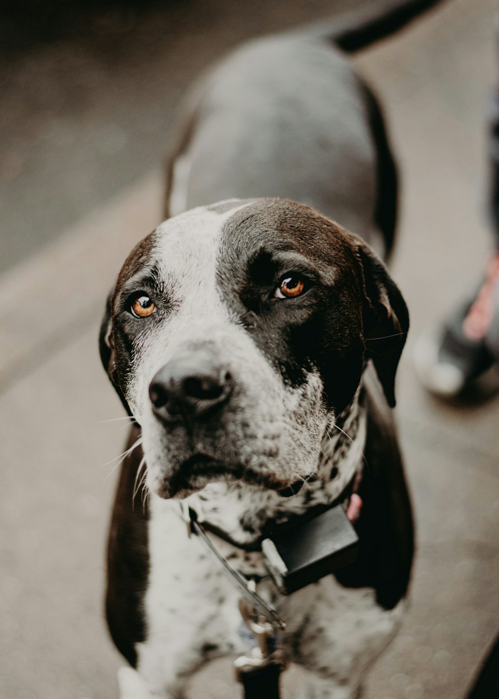 a close up of a dog on a leash