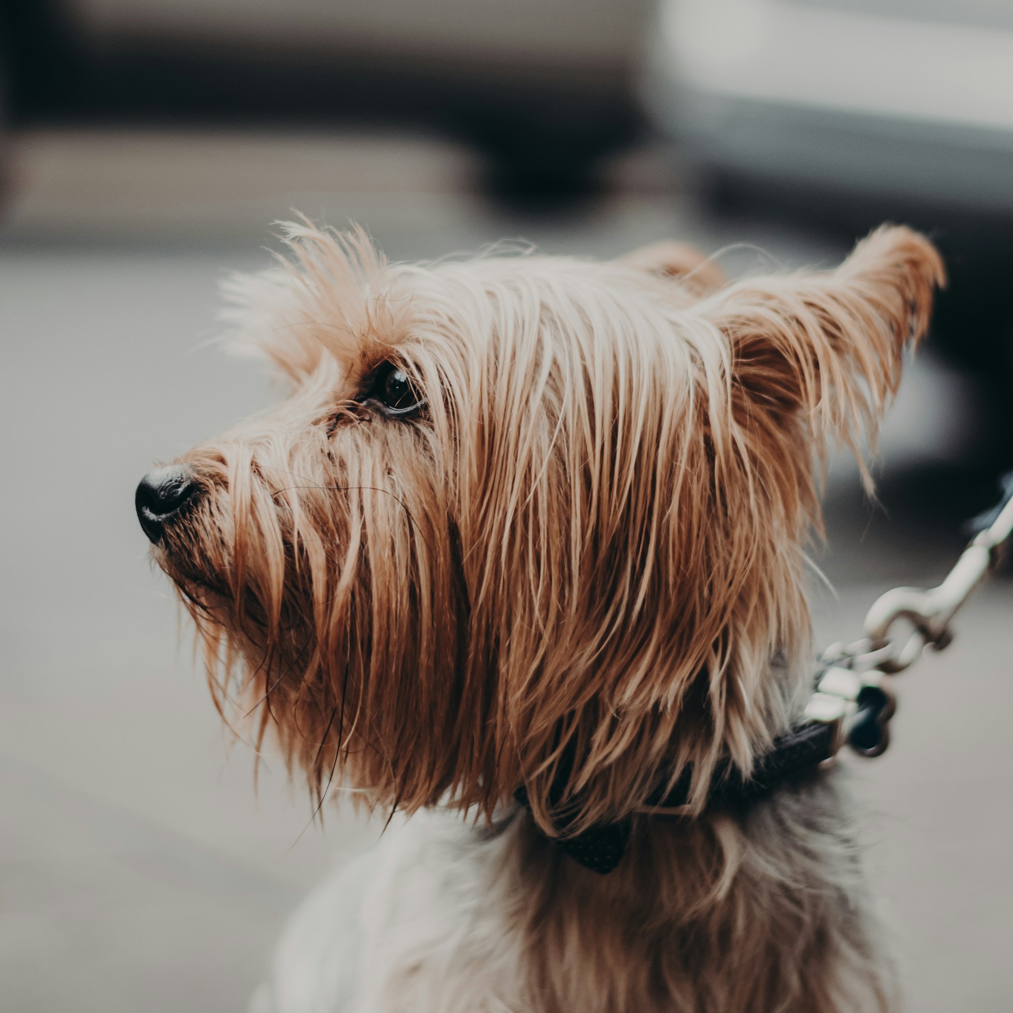 a close up of a Cairn Terrier dog on a leash