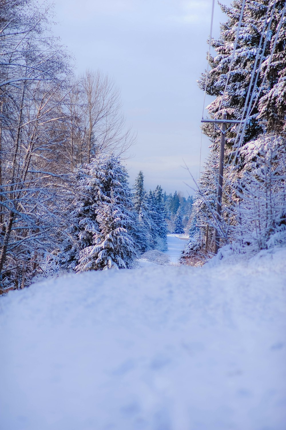 a snowy road surrounded by trees and snow covered ground