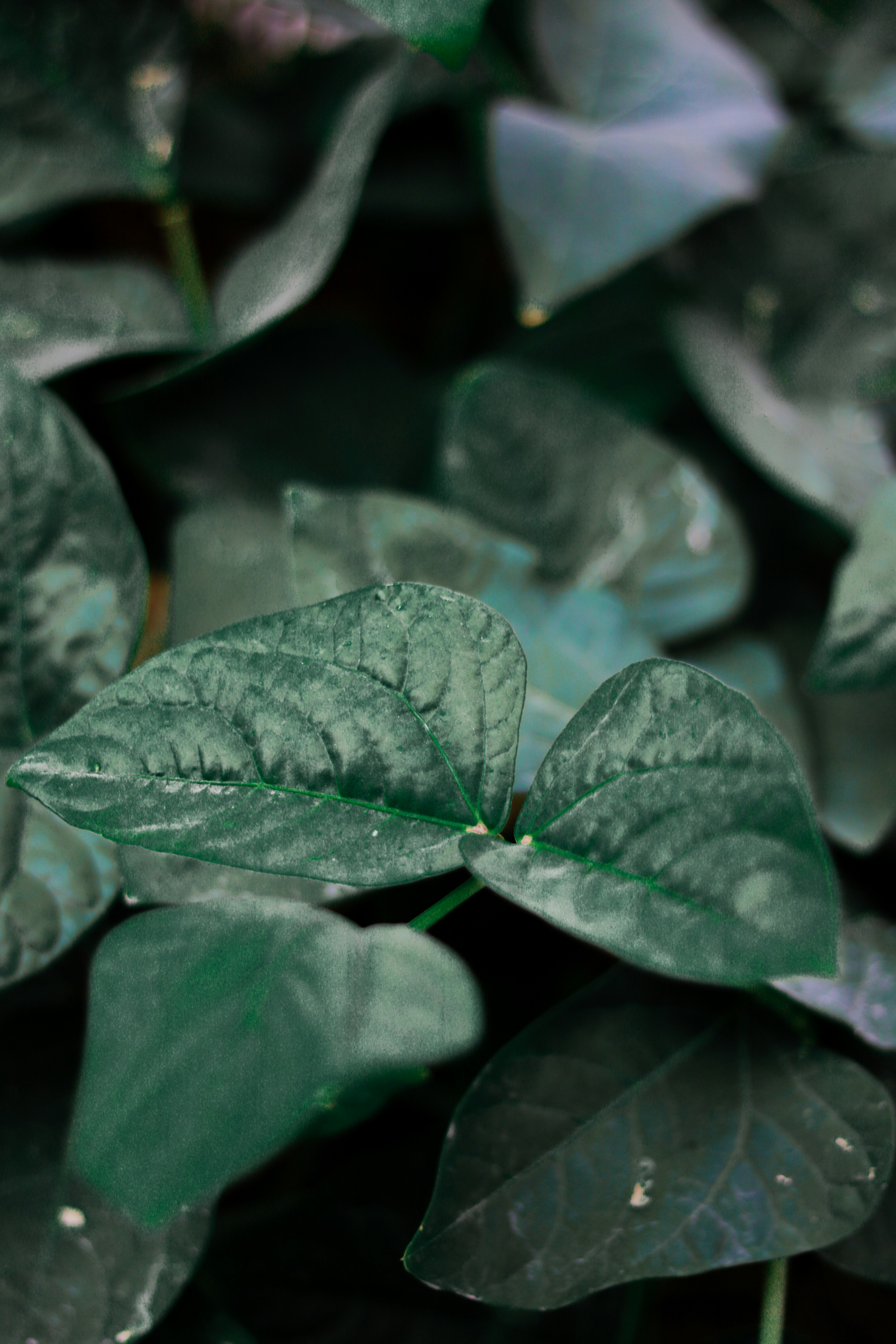 Petite Spineless Plant - Vibrant green leaves and delicate textures