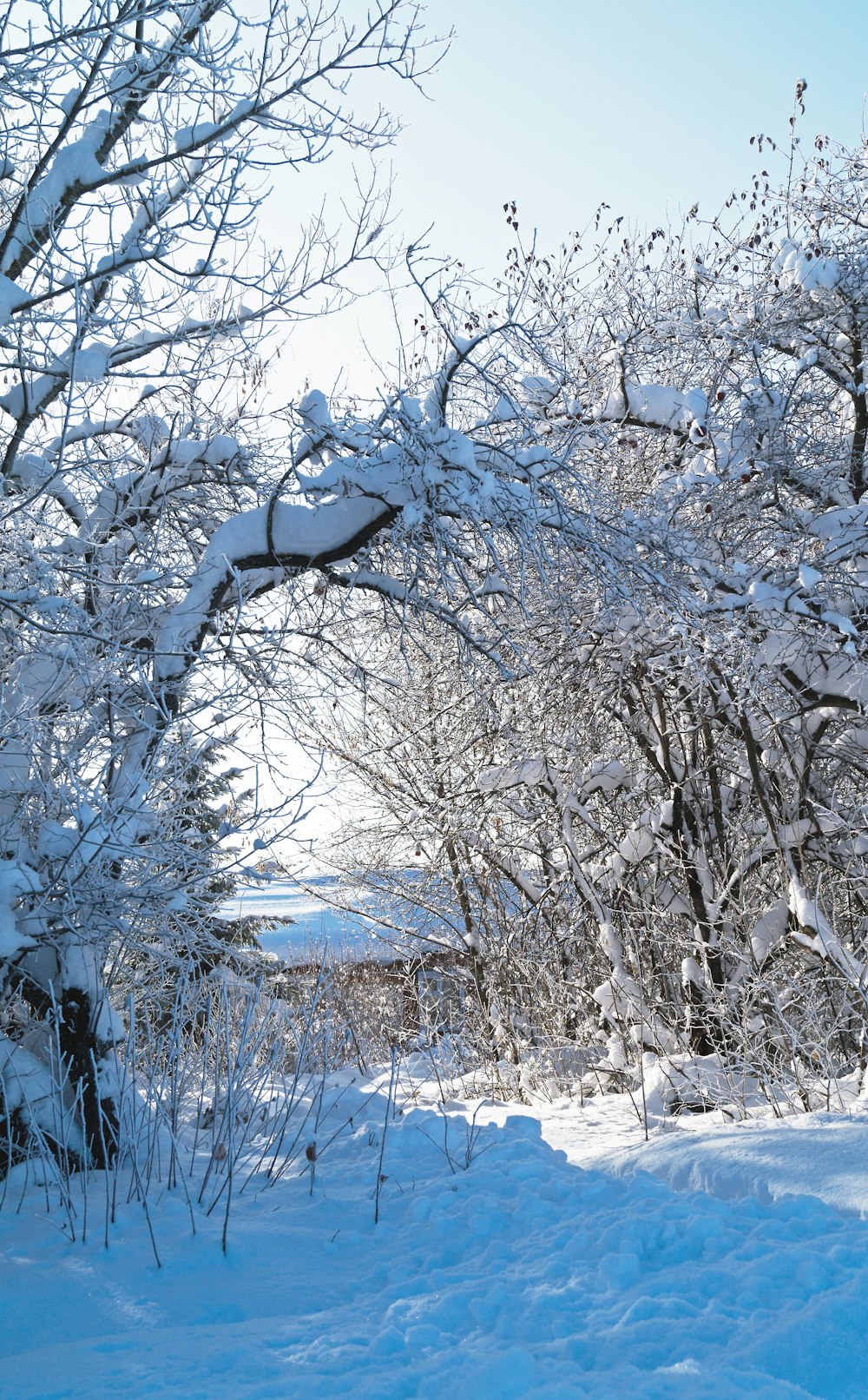 a snow covered forest filled with lots of trees