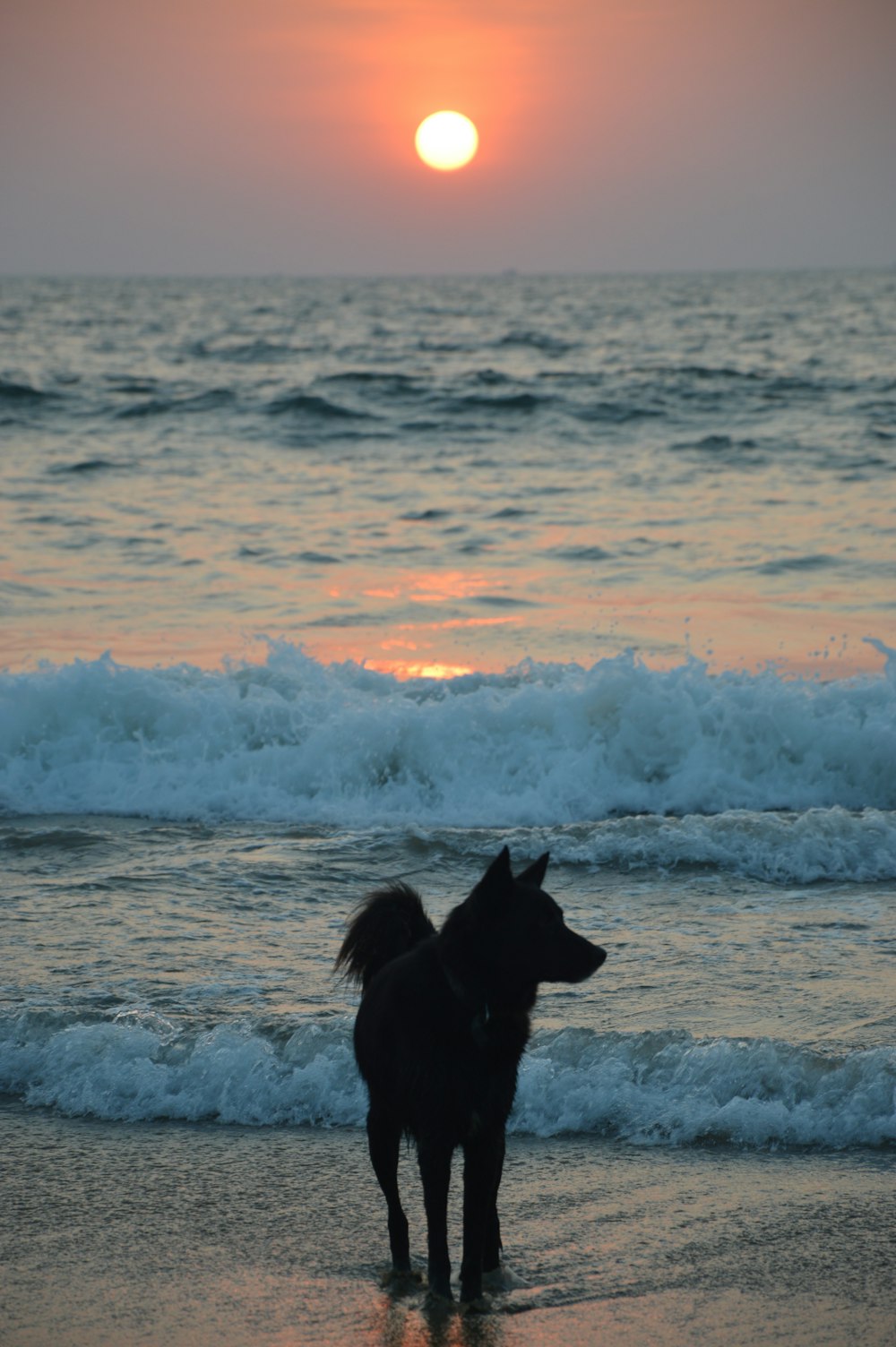 a dog standing on top of a beach next to the ocean