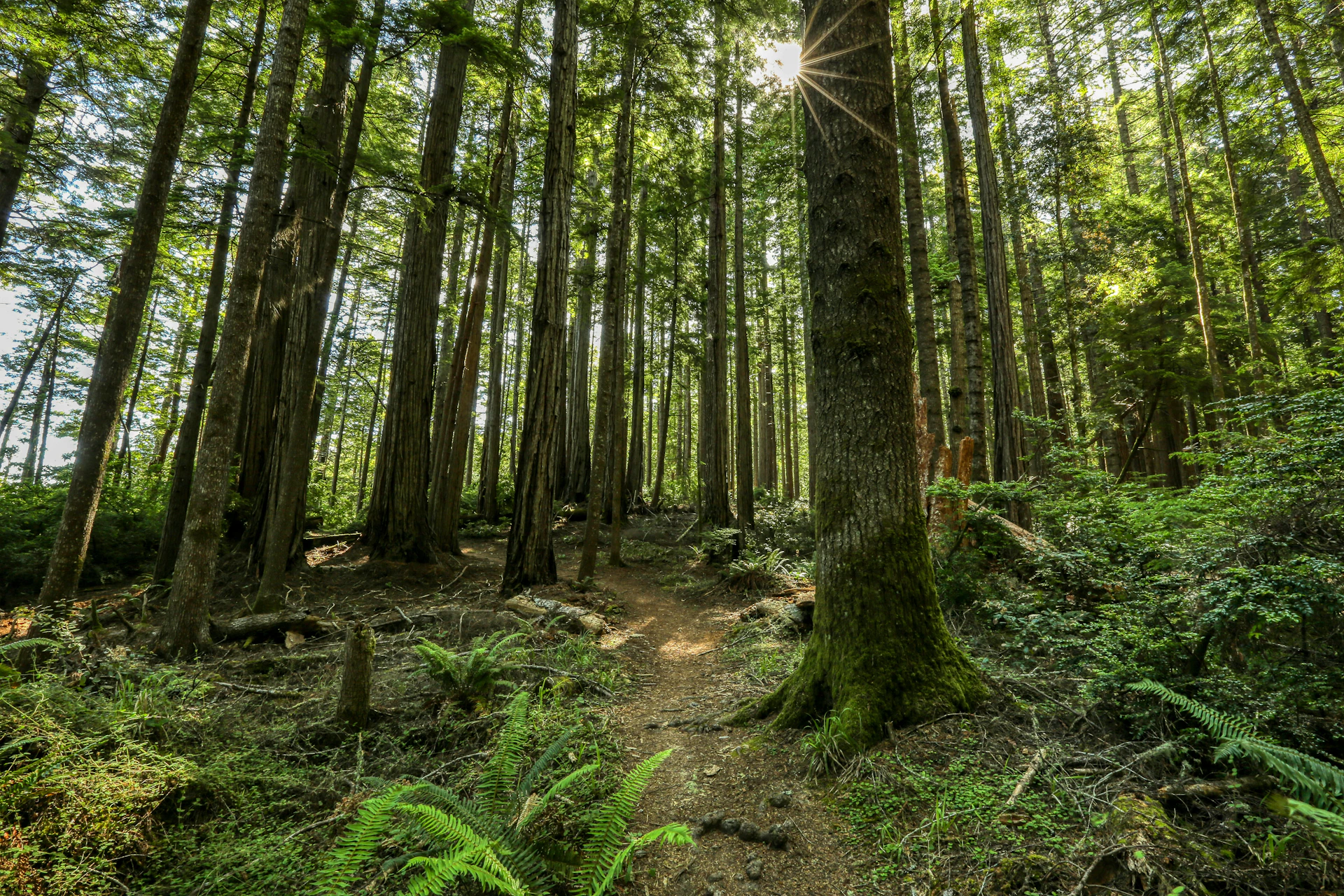 a path through a forest with lots of trees