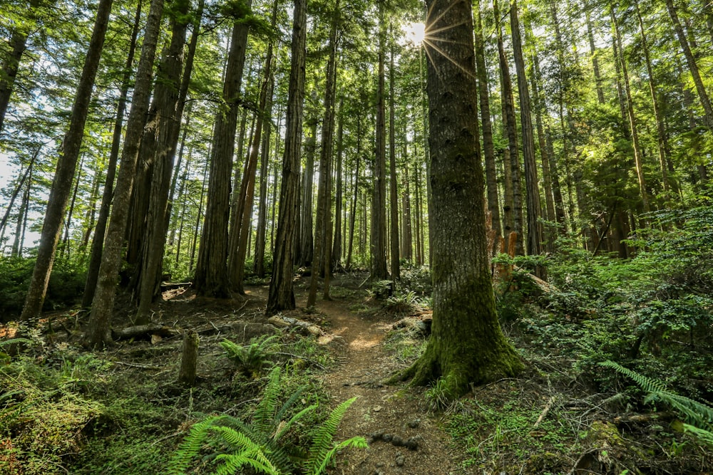 a path through a forest with lots of trees