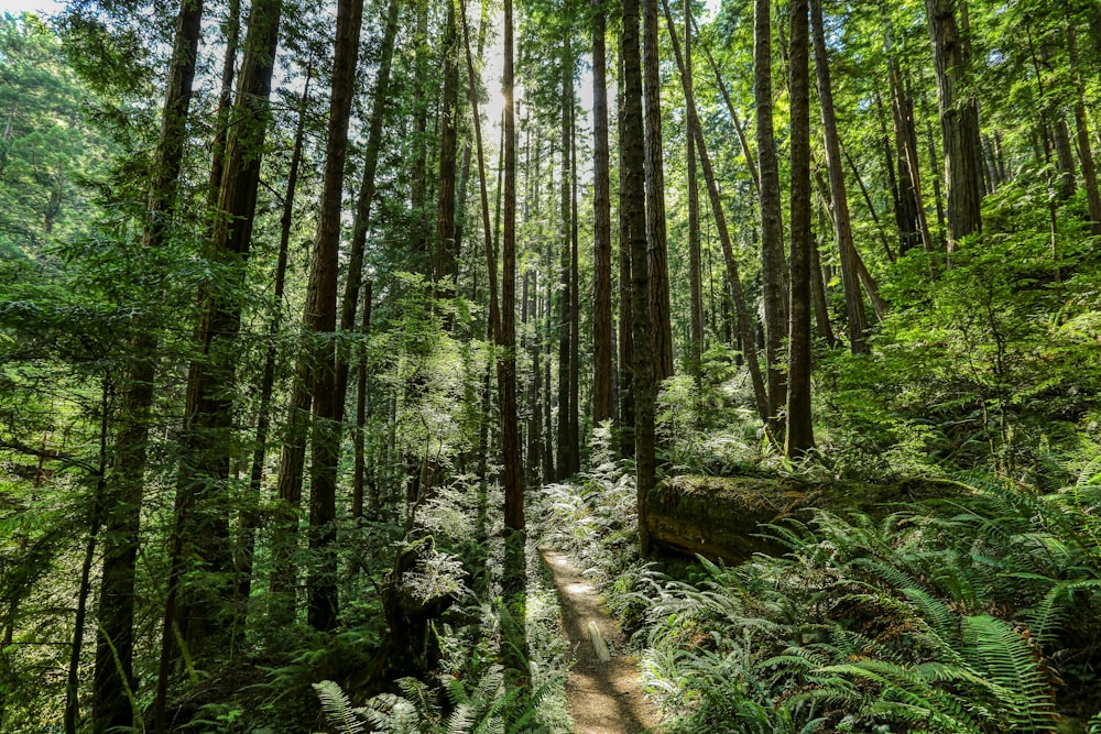 a path in the middle of a lush green forest