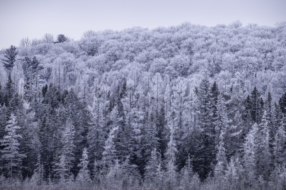 a mountain covered in snow next to a forest