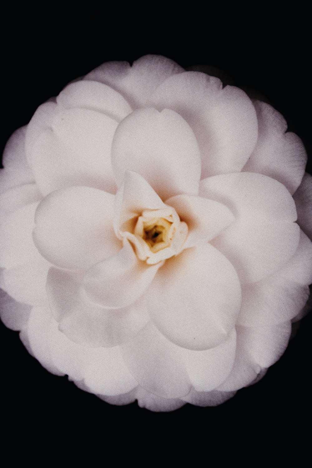 a white flower with a black background