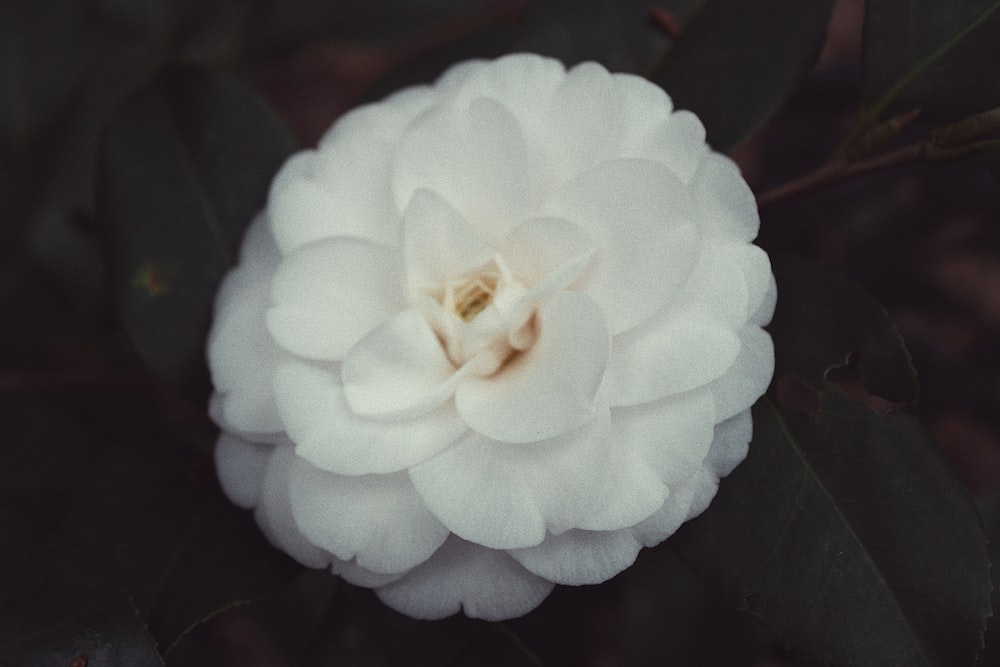 un fiore bianco con foglie verdi sullo sfondo
