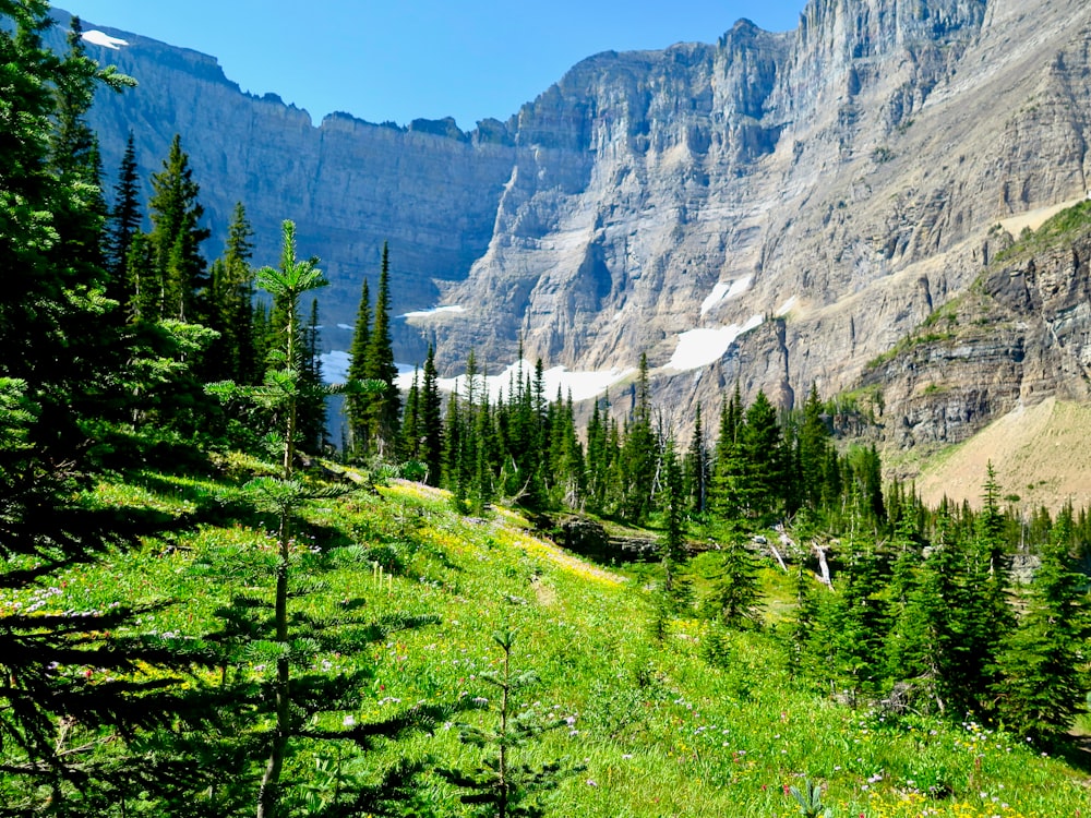 a scenic view of a mountain with trees and grass