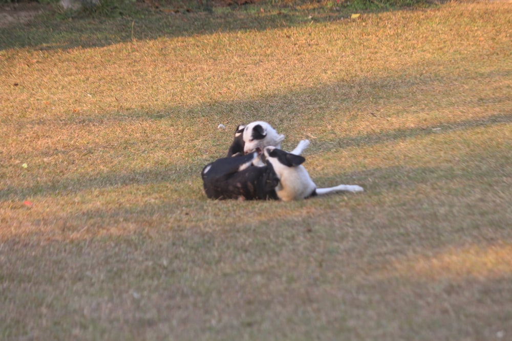 two dogs playing in the grass with each other
