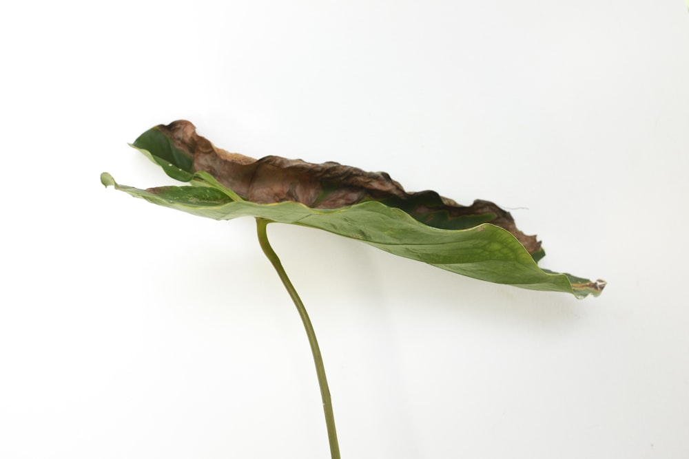 a green leaf with brown spots on it