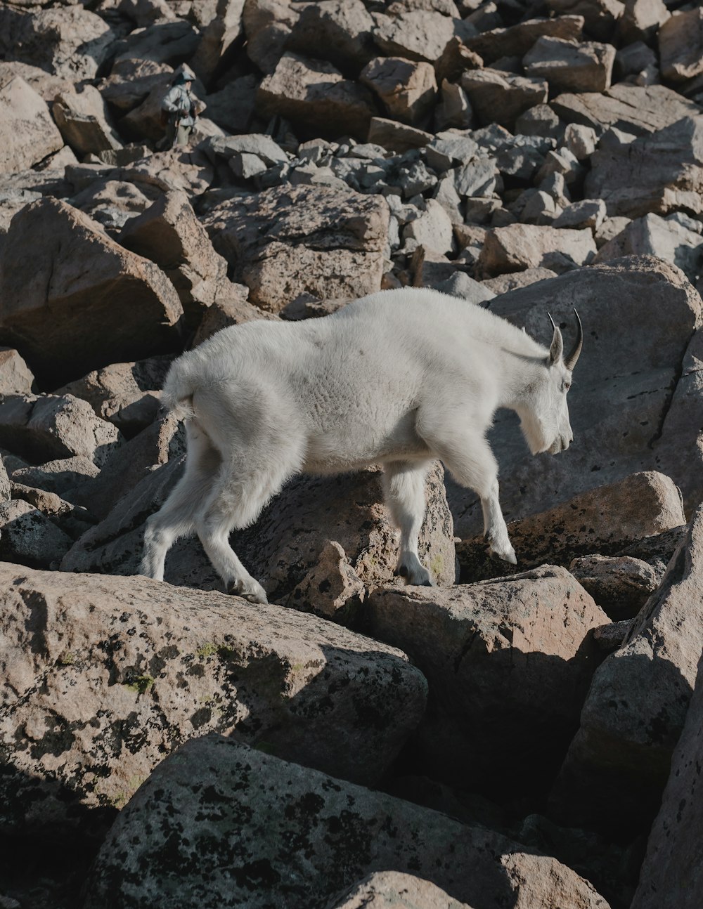 a mountain goat standing on top of a pile of rocks