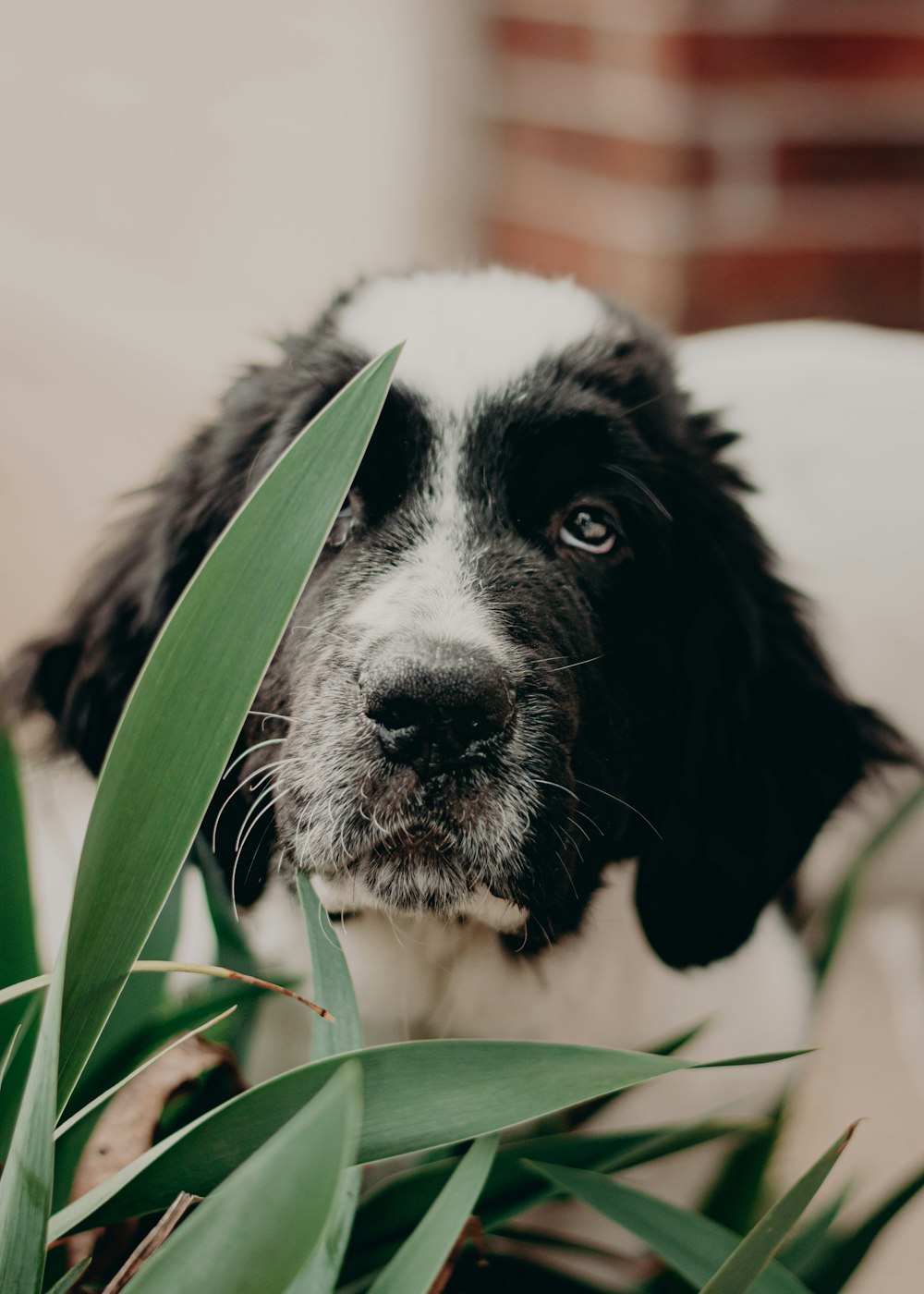 Un perro blanco y negro sentado junto a una planta