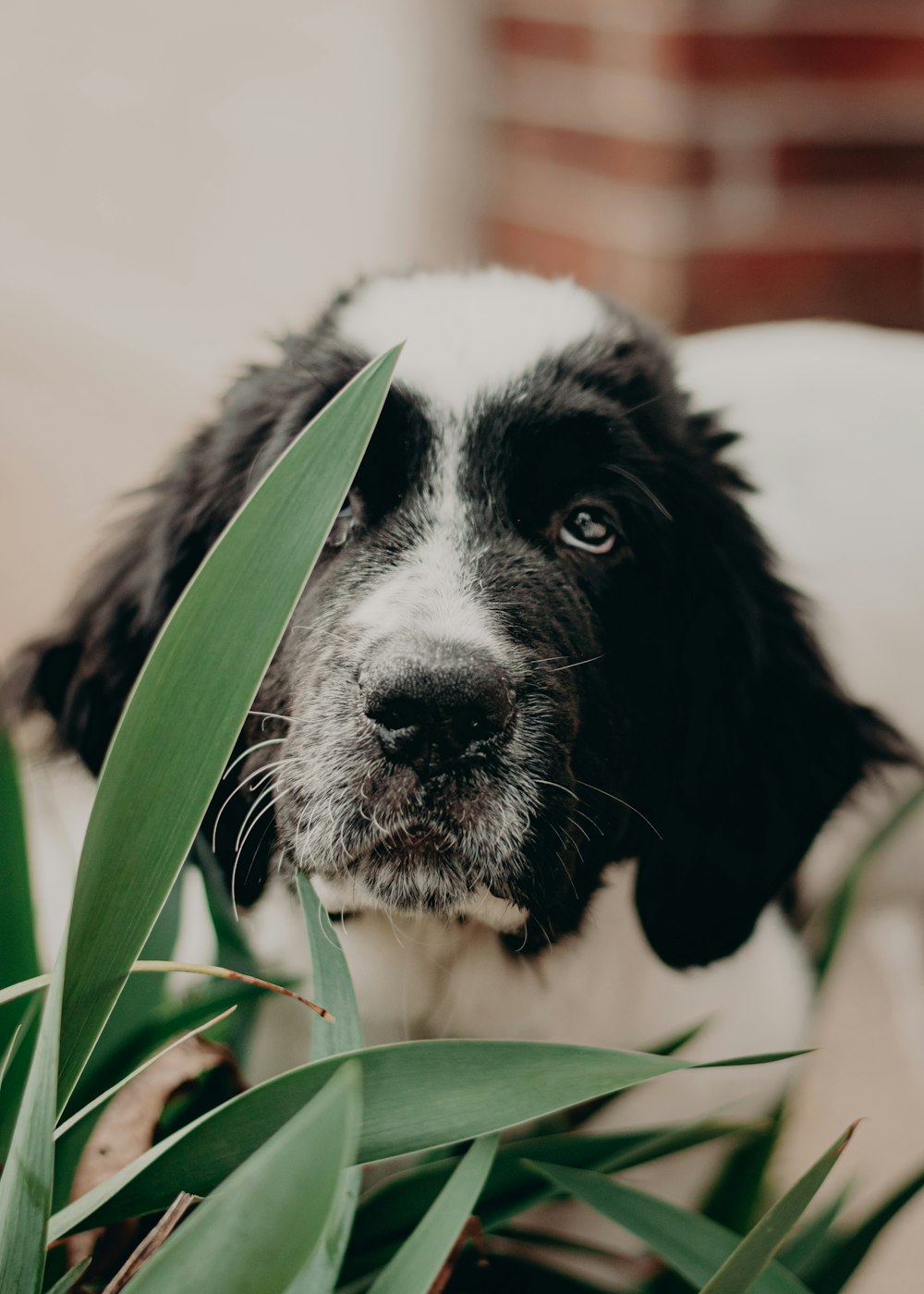 a black and white dog sitting next to a plant