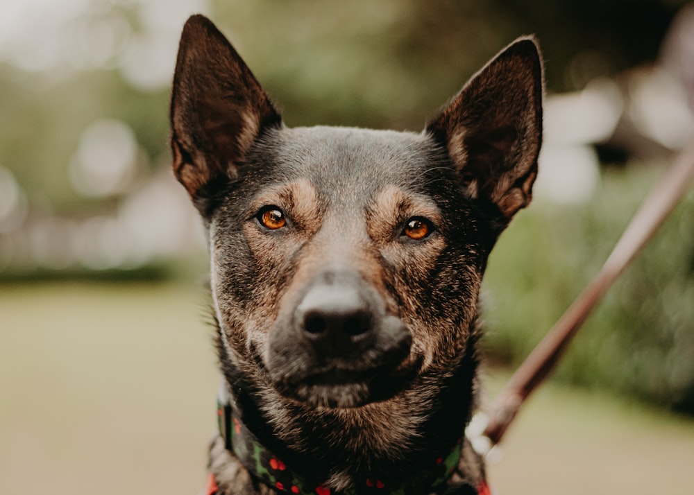 a close up of a dog on a leash