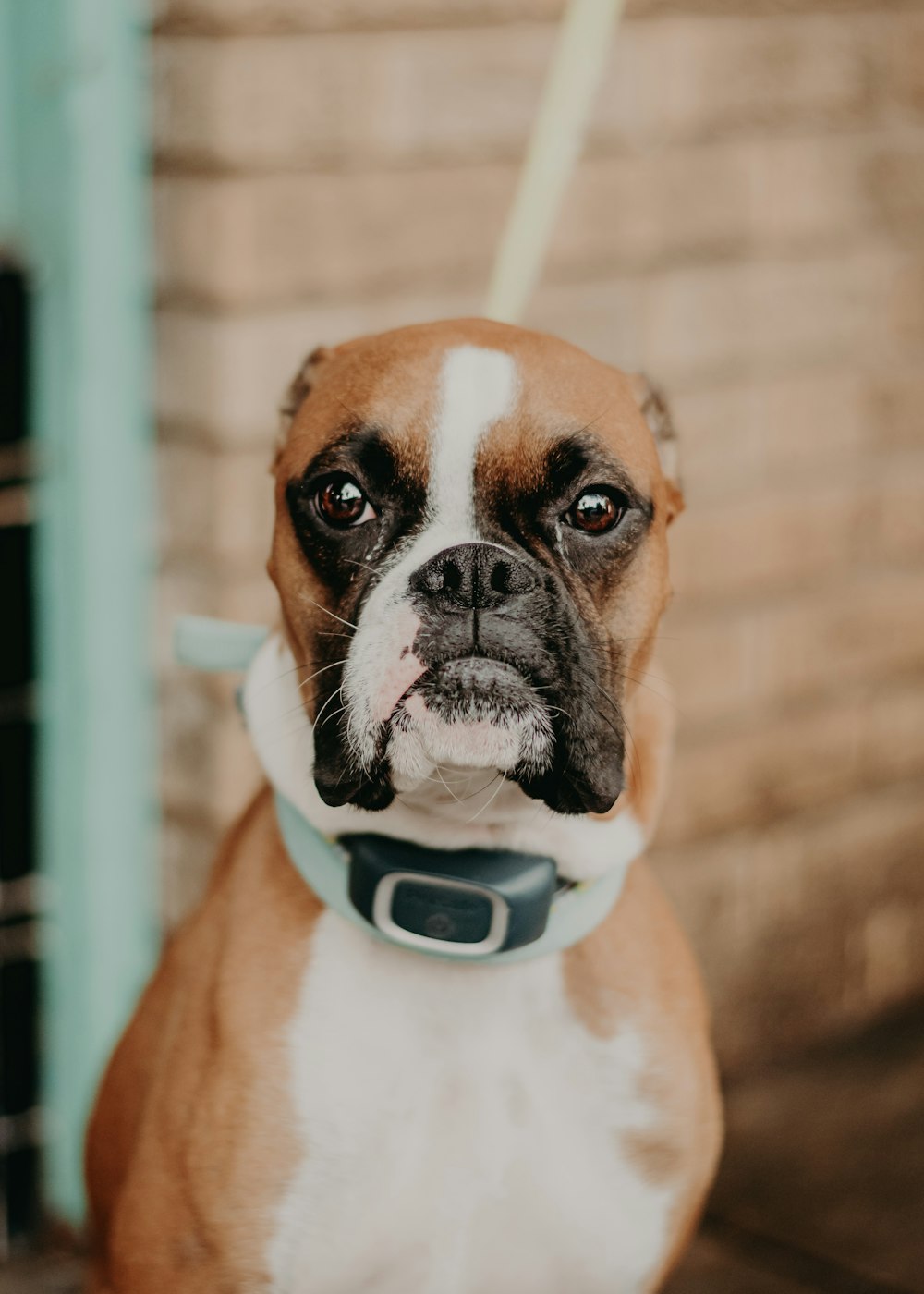 a brown and white dog wearing a blue collar