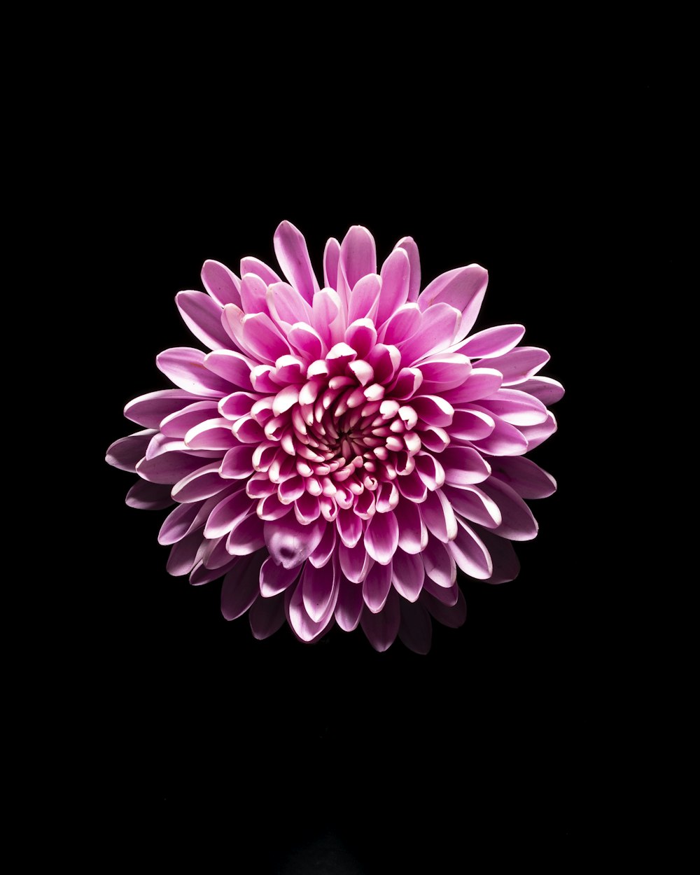 a large pink flower on a black background