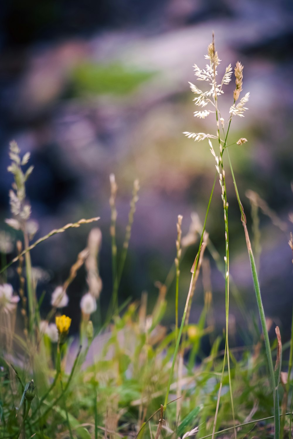 a close up of some grass and flowers