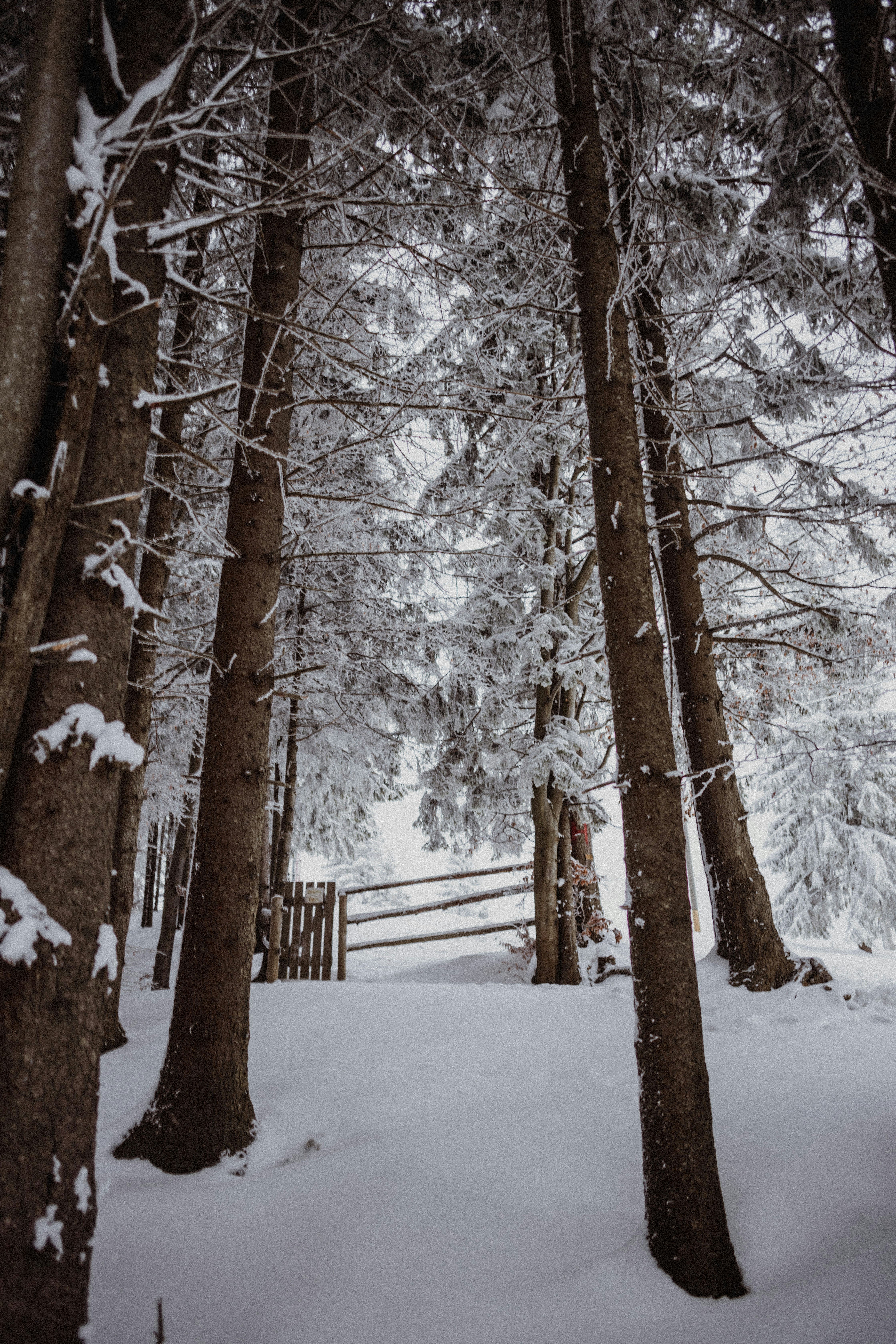 Photo by sabinasturzu