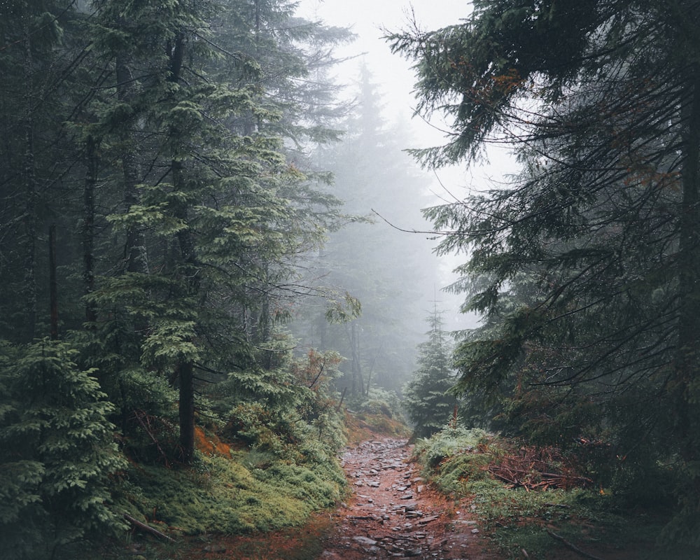 a path in the middle of a forest on a foggy day