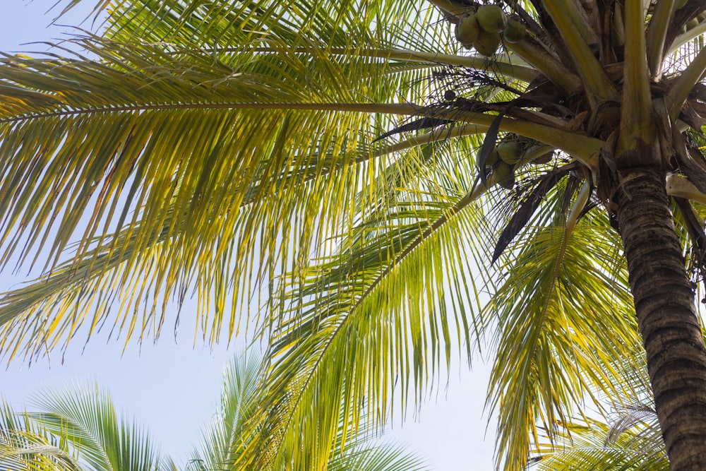 a palm tree with a blue sky in the background