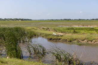 A serene marshland where Ridgway's rail can be found among tall reeds.