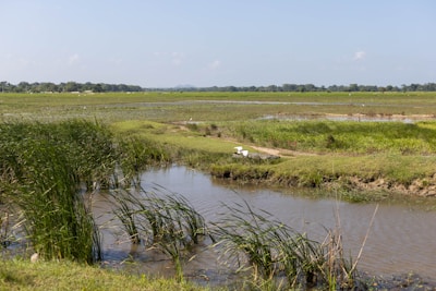 A serene marshland where Ridgway's rail can be found among tall reeds.